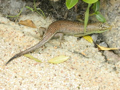 Dasia olivacea