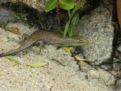 Dasia olivacea