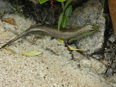 Dasia olivacea