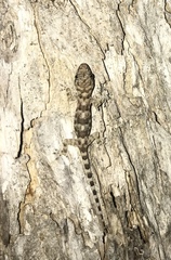 Hemidactylus mabouia