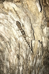 Hemidactylus mabouia