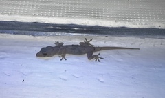 Hemidactylus mabouia