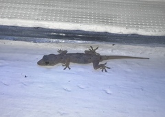 Hemidactylus mabouia