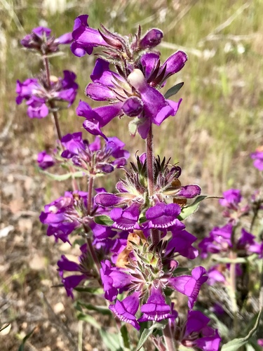 Variety Penstemon eriantherus argillosus · iNaturalist