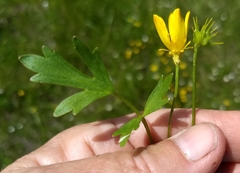 Ranunculus orthorhynchus