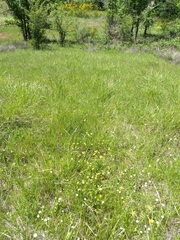 Ranunculus orthorhynchus