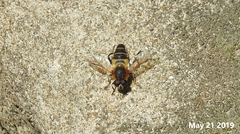 Helophilus eristaloidea