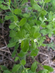 Lithospermum matamorense