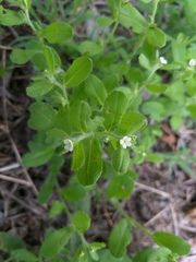 Lithospermum matamorense