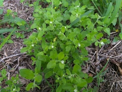 Lithospermum matamorense