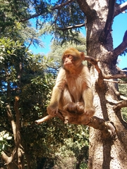 Macaca sylvanus