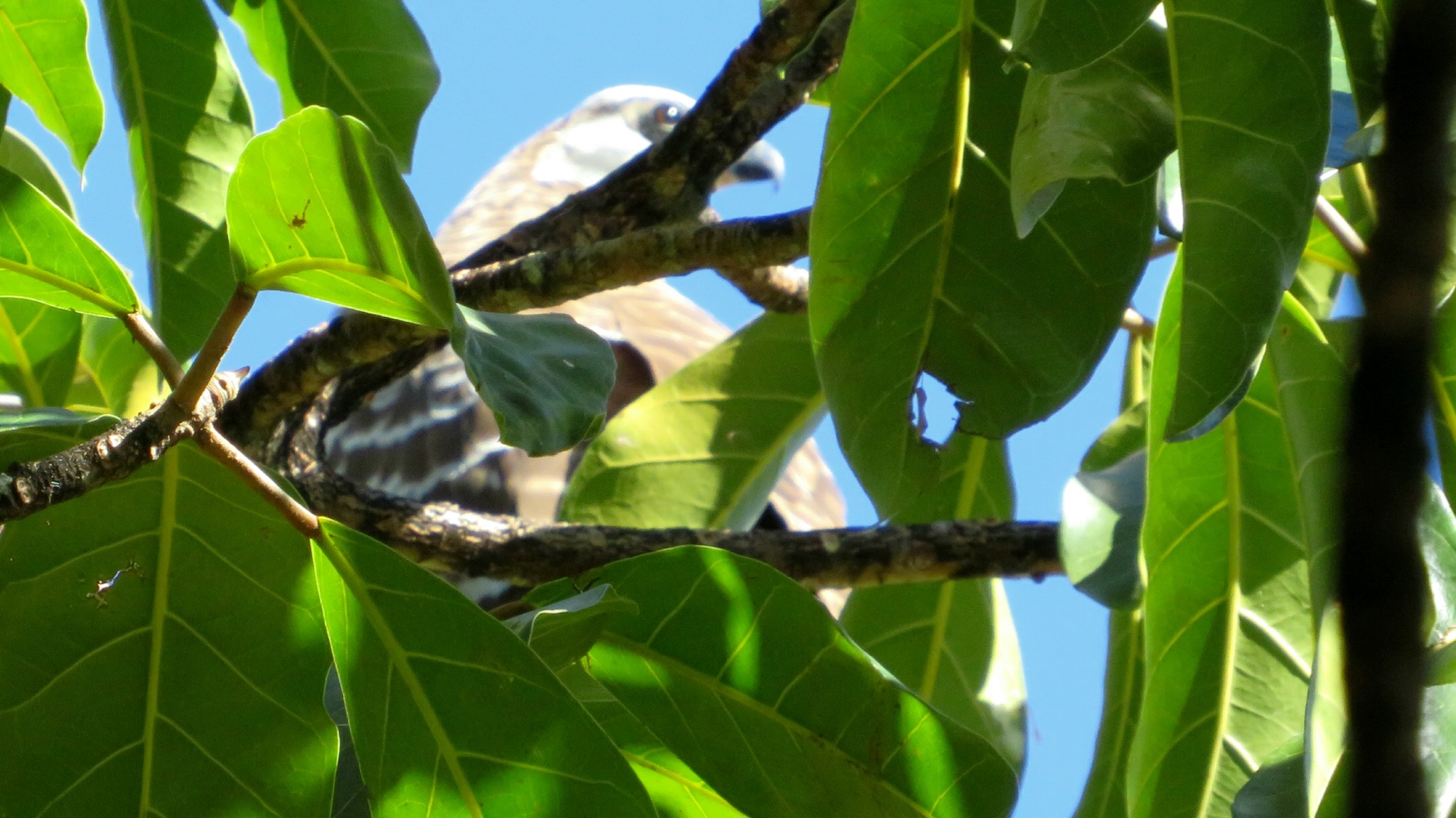 Madagascar Harrier-Hawk (Polyboroides radiatus), photo 2
