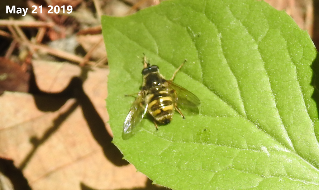 Blera japonica