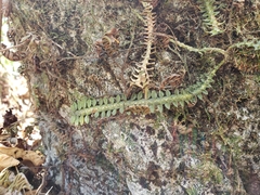 Dichaea neglecta