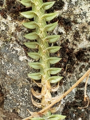 Dichaea neglecta