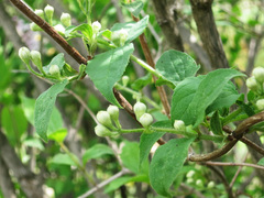 Philadelphus tenuifolius