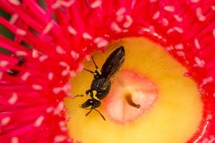 Hylaeus euxanthus
