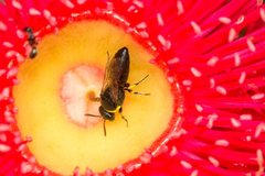 Hylaeus euxanthus