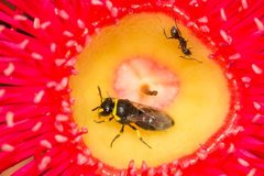 Hylaeus euxanthus