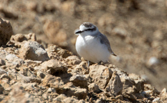 Charadrius pallidus pallidus