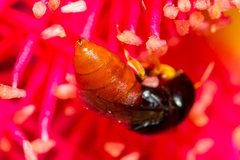 Pachyprosopis mirabilis