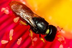 Pachyprosopis mirabilis