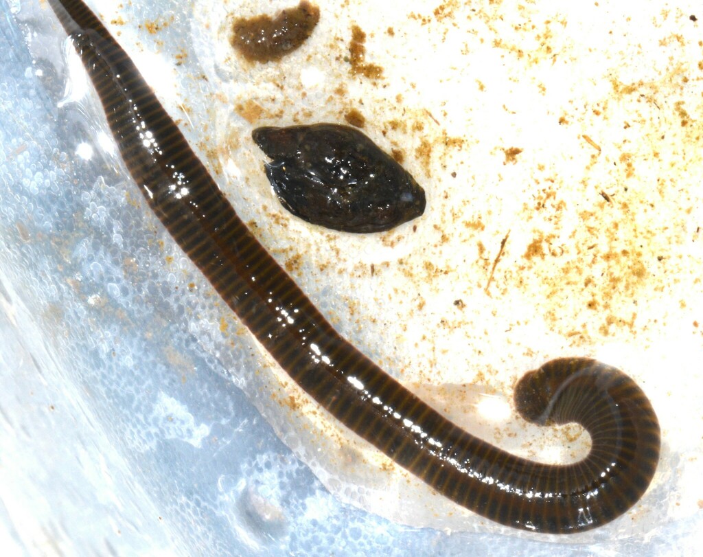 Erpobdella annulata