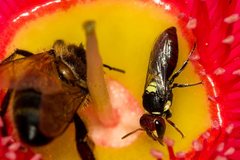 Hylaeus ruficeps ruficeps