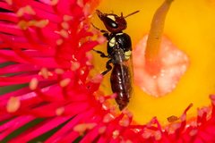 Hylaeus ruficeps ruficeps