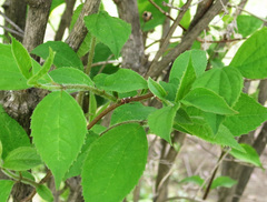 Philadelphus tenuifolius