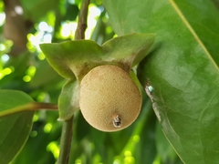 Diospyros malabarica