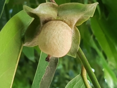 Diospyros malabarica