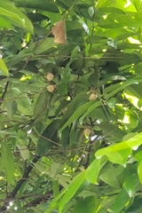 Diospyros malabarica