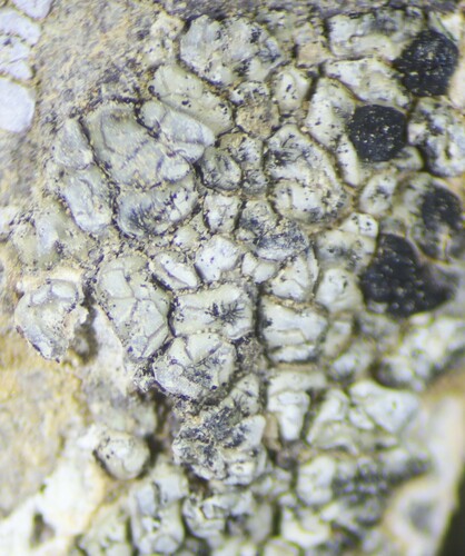 Buellia dispersa