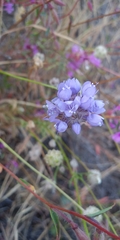 Gilia capitata