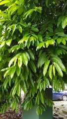 Diospyros malabarica