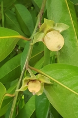Diospyros malabarica
