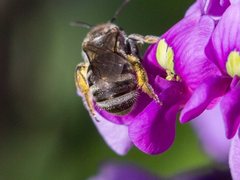 Lasioglossum calophyllae