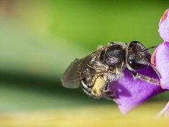 Lasioglossum calophyllae