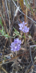 Gilia capitata