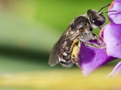 Lasioglossum calophyllae