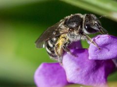 Lasioglossum calophyllae