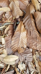 Campnosperma auriculatum