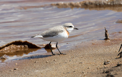 Charadrius pallidus pallidus