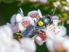 Hylaeus honestus