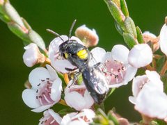 Hylaeus honestus