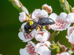 Hylaeus honestus