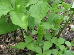 Arisaema amurense