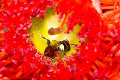 Hylaeus ruficeps ruficeps