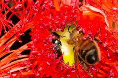 Hylaeus ruficeps ruficeps